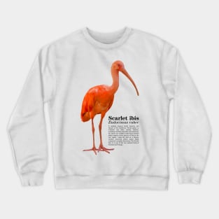 Scarlet ibis tropical bird black text Crewneck Sweatshirt